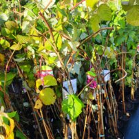 Malina  Malling Promise , Rubus idaeus + 100  cm kont.2l