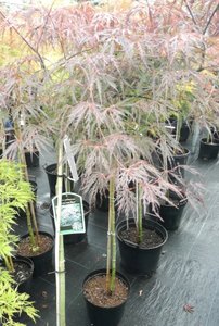 Javor dlaňovitolistý Tamukeyama, Acer palmatum , 50 – 80 cm, kontajner C 15