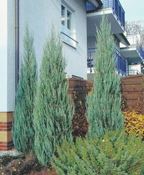 Borievka skalná Skyrocket, Juniperus scopulorum, 40 - 60 cm, kont. 3l