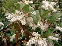 Leukote Walterova Zeblid, Leucothoe Walteri, 20 cm, kont. 2 l