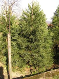 Sekvojovec mamutí, Sequoiadendron giganteum , + 270 cm, kontajner 40l