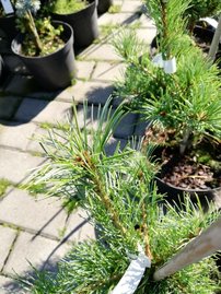 Borovica drobnokvetá Schoons´ Bonsai, Pinus parviflora, kontajner C3 ,30-40 cm
