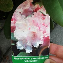 Rododendron Silberwolke, Rhododendron 30 - 50 cm, kont. 5l
