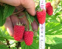 Malina Sokolica, Rubus idaeus 30 - 40 cm kont.1l