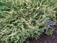 Borievka obyčajná Spotty Spreader, Juniperus communis 15 - 20 cm, kont. 3l