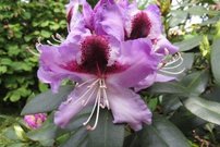 Rododendron Alexis, Rhododendron 40 - 50 cm, kont. 5l