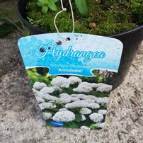 Hortenzia stromčekovitá Annabelle, Hydrangea arborescens, 30 – 40 cm, kontajner