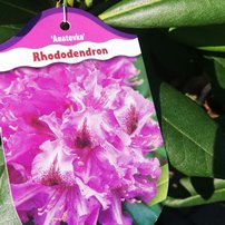 Rododendron Anatevka, Rhododendron 30 - 50 cm, kont. 5l