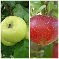 Jabloň domáca Antonovka + Lobo, Malus domestica 130 - 150 cm, kont. 3,5 l