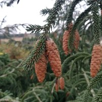 Smrek východný Aureospicata, Picea orientalis 150 - 250 cm, kont. 50l