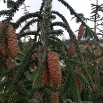 Smrek východný Aureospicata, Picea orientalis 150 - 250 cm, kont. 50l