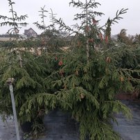 Smrek východný Aureospicata, Picea orientalis 150 - 250 cm, kont. 50l