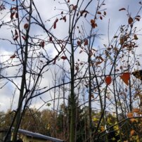 Muchovník hladký Ballerina, Amelanchier  laevis, +350 cm, kont 20.