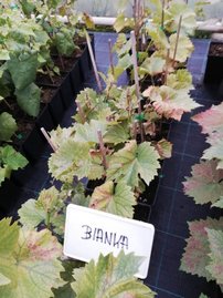 Vinič hroznorodý Bianca, Vitis vinifera, kontajnerovaná sadenica 1 l
