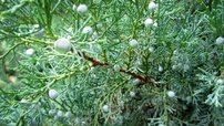 Borievka virdžínska Blue Mountain, Juniperus virginiana 30 - 50 cm, kont. 3l