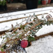 Brusnica (kľukva) veľkoplodá Mc Farlin, Vaccinium macrocarpon kont. P9- 0,5l