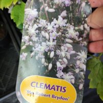 Plamienok Mrs. Robert Brydon, Clematis, kontajner 2l