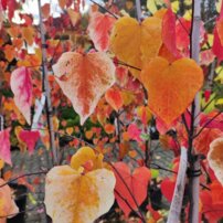 Judášovec kanadský Carolina Sweetheart, Cercis canadensis, , +180 cm, kontajner 20l