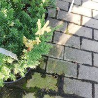 Borievka čínska Variegata, Juniperus chinensis 40 - 50 cm, kont. 3l