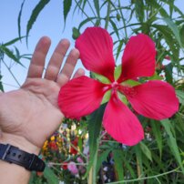 Ibištek šarlátový, Hibiscus coccineus, kont. 4 l, 180 -  220 cm