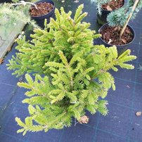 Smrek obyčajný Compacta, Picea abies 30 - 45 cm, kont. 3l