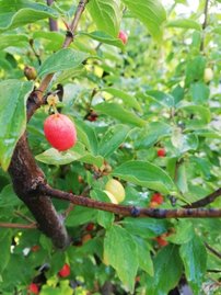 Drieň obyčajný, Cornus mas, +170 cm, kontajner 3l