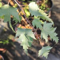 Breza previsnutá Dalecarlica, Betula pendula+150 cm, kont. 5I