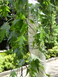 Breza previsnutá Dalecarlica, Betula pendula+150 cm, kont. 5I