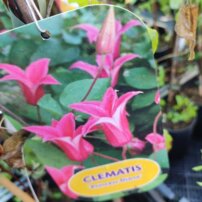 Plamienok Princess Diana, clematis,  kontajner. 2 l