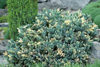 Borievka šupinatá Dream Joy, Juniperus squamata 30 - 40 cm, kont. 3l