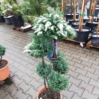 Cypruštek Lawsonov Elwoodii, Chamaecyparis lawsoniana, kontajner. 90 - 110 cm