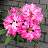 Rododendron Emanuela, Rhododendron, 30 - 50 cm, kont. 5l