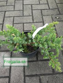 Borievka pobrežná Emerald sea , Juniperus conferta 25 - 30 cm, kont. 3l