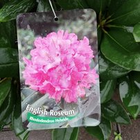 Rododendron English  Roseum , Rhododendron, 30 - 50 cm, kont. 5l