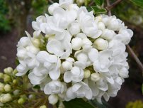 Kalina obyčajná Eskimo, Viburnum opulus, na kmienku 150 cm, kontajner. 5 l