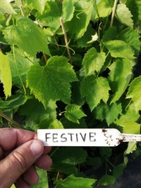 Vinič hroznorodý Festivee, Vitis vinifera, kontajnerovaná sadenica 1 l