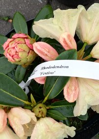 Rododendron Festivo, Rhododendron 30 - 40 cm, kont. 5l