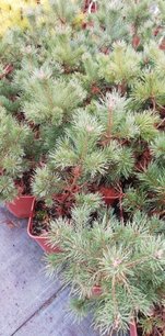 Borovica lesná Frensham, Pinus sylvestris, 30 - 40 cm, kont. 3l
