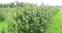 Arónia čiernoplodá Galicjanka, Aronia melanocarpa kont .1l