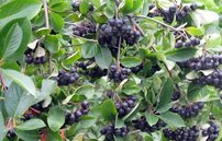 Arónia čiernoplodá Galicjanka, Aronia melanocarpa kont .1l