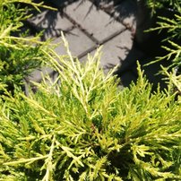 Borievka prostredná Golden Joy, Juniperus × media, 20 – 30 cm, kontajner 3l