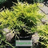 Borievka prostredná Golden Joy, Juniperus × media, 20 – 30 cm, kontajner 3l