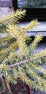 Smrek omorikový Golden Rain , Picea omorika, kontajner C3, výška 30-40 cm