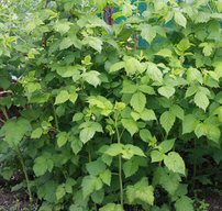 Malina Golden Queen, Rubus idaeus 20 - 30 cm kontajner 0,5 l