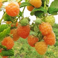 Malina Golden Queen, Rubus idaeus 20 - 30 cm kontajner 0,5 l