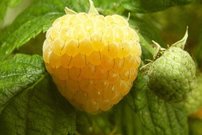 Malina Golden Queen, Rubus idaeus 20 - 30 cm kontajner 0,5 l