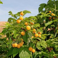 Malina Golden Queen, Rubus idaeus 20 - 30 cm kontajner 0,5 l