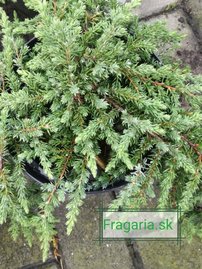 Borievka obyčajná Greenmantle, Juniperus communis 15 - 20 cm, kont. 3l