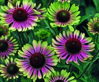 Echinacea Green Twister, Echinacea purpurea, kont. P9