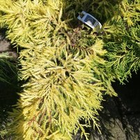 Borievka pfitzerova Golden Saucer, Juniperus x pfitzeriana 30 - 40 cm, kont. 3l